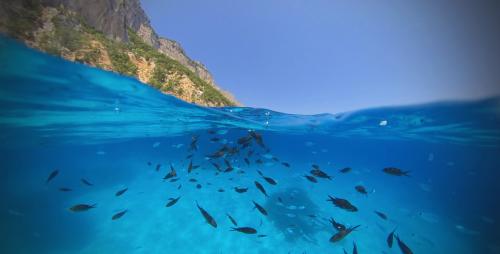 Crystal-clear water in the Gulf of Orosei visible from the boat tour from Cala Gonone