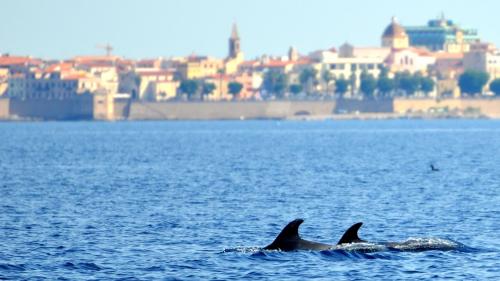 Dolphins spotted off the Gulf of Alghero 