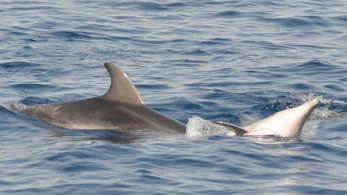 Dolphins in the sea of the Gulf of Alghero