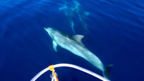 Dolphins in the sea of the Gulf of Alghero