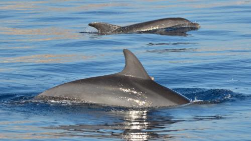 Dolphins in the sea of the Gulf of Alghero