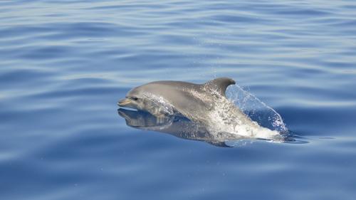 Dolphins in the sea of the Gulf of Alghero