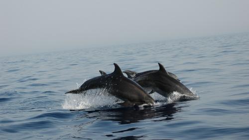 Dolphins in the sea of the Gulf of Alghero