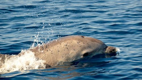 Dolphins in the sea of the Gulf of Alghero