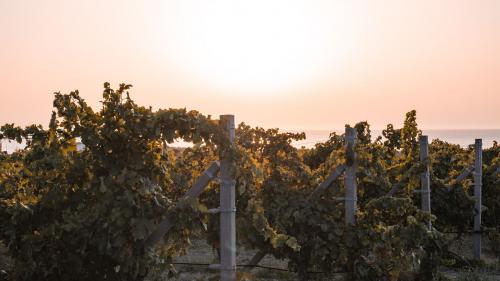 Filari del vigneto e tramonto