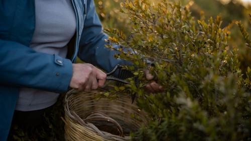 Harvesting Sardinian herbs such as thyme, helichrysum, myrtle and juniper for chocolate and liqueur production in Laconi