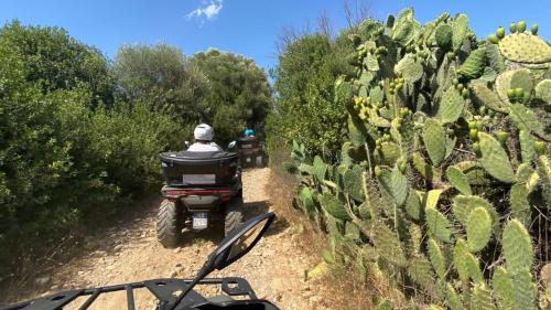 Quads fahren auf einem mit Kaktusfeigen gesäumten Feldweg