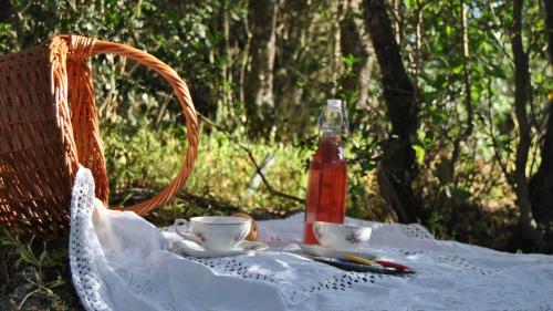 Tisane relaxante offerte pendant la promenade dans la nature 