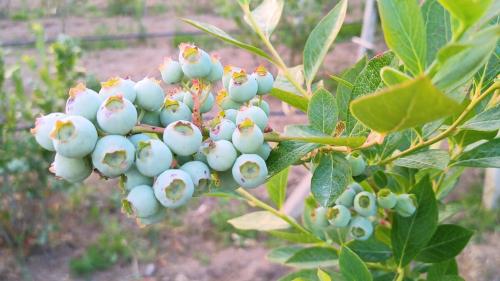 Beeren im Nordosten Sardiniens für die Zubereitung einzigartiger Produkte 