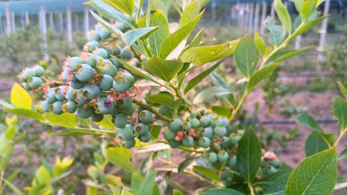 Sardinian forest fruits from which distillates with a special flavour can be made