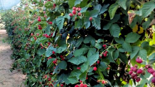 Fruits de la forêt sarde à partir desquels il est possible de produire des distillats à la saveur particulière