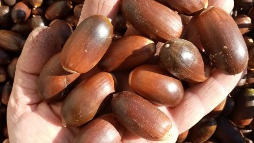 Acorns harvested in a forest in north-eastern Sardinia for distillate production 