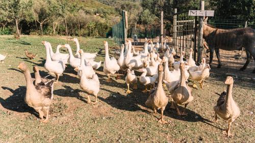 Ducks from a visitable farm in the Olbia area