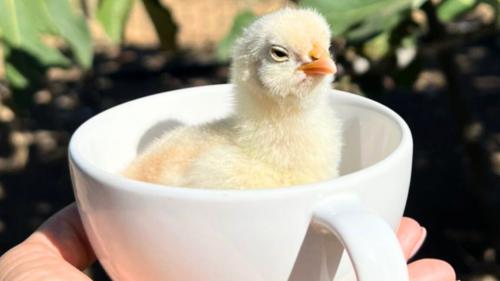 Pulcino di una fattoria nel nord est Sardegna