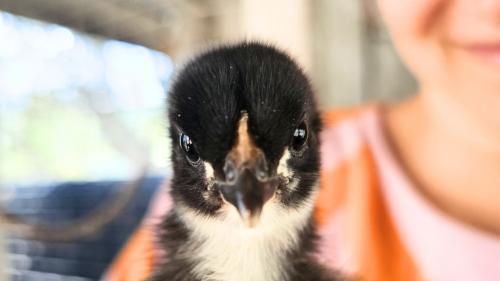 Chick from a farm in north-eastern Sardinia