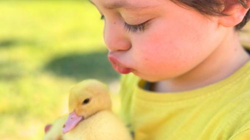 Child plays with a chick on a farm surrounded by greenery in the Olbia area