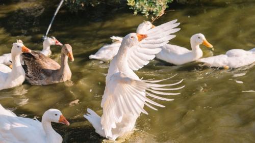 Enten aus einem besuchbaren Bauernhof in der Region Olbia