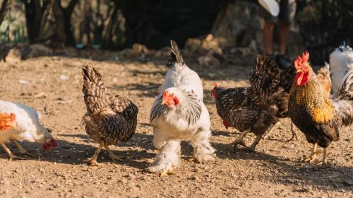 Hühner aus einem besuchbaren Bauernhof in der Region Olbia