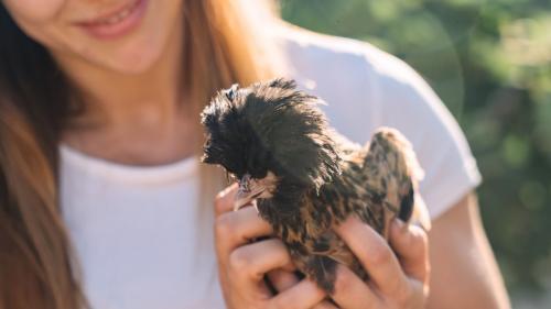 Black hen during a visit to a farm in the Olbia area