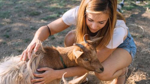 Girl strokes a goat on a farm in the Olbia area of Gallura