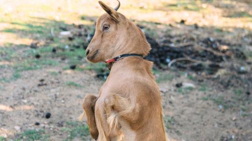 Goat on a farm where you can have a picnic surrounded by nature