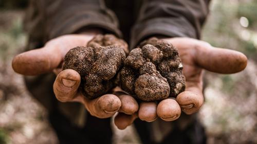 Freshly harvested truffle in the hands of the hunter in Laconi