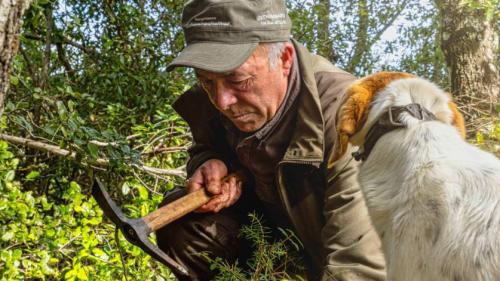 Truffle hunter with trained dog in the woods of Laconi