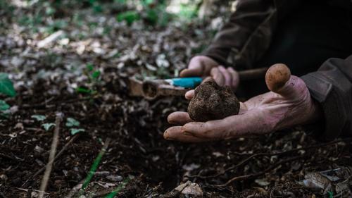 Freshly harvested truffle in the woods of Laconi