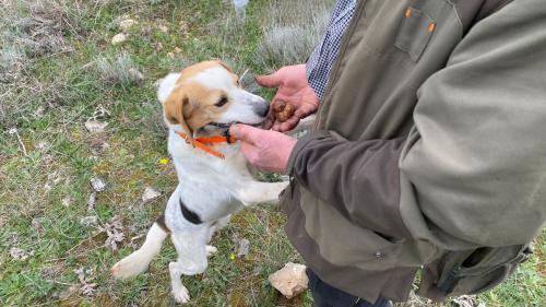 Puppy sniffing out freshly harvested truffles during a hike in Laconi