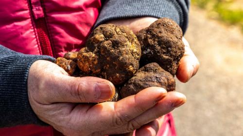 Black truffle in the hands of a searcher in Laconi