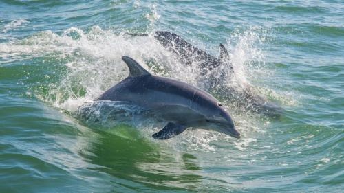 Delfine schwimmen im kristallklaren Wasser des Golfs von Cagliari