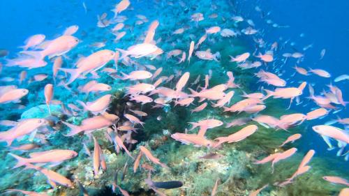 Eine Gruppe von Fischen schwimmt auf dem felsigen Meeresgrund des Golfs von Cagliari