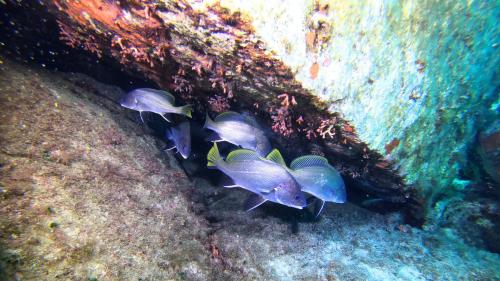 Poissons colorés nageant dans les eaux du golfe de Cagliari