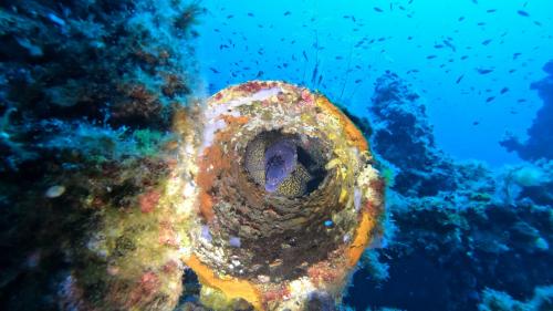 Moray eel in the rocky seabed in Cagliari