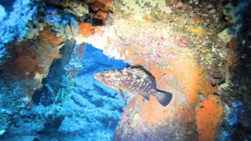 Fische, die in den felsigen Buchten des südlichen Meeresbodens von Sardinien schwimmen