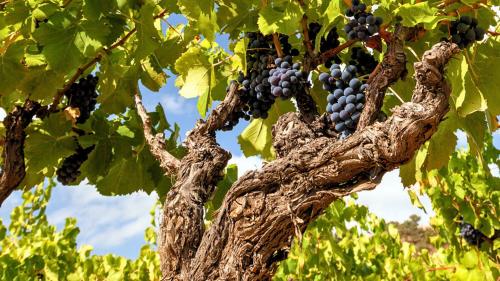 Tralcio di vite rigoglioso in un'azienda vitivinicola di Mamoiada