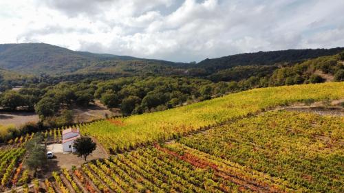 Blick von oben auf einen Weinberg in Mamoiada