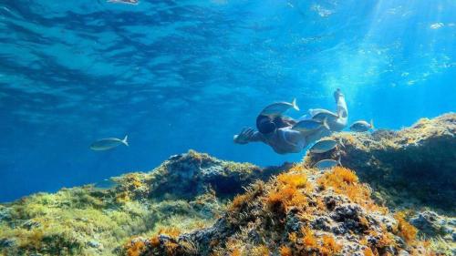 A person while snorkeling in a rocky seabed in the Gulf of Orosei