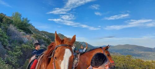 Cavalli marroni che galoppano durante l'escursione nel territorio di Orosei