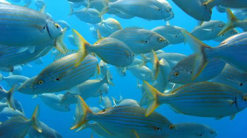 Fish swimming in the waters of the Tavolara Marine Protected Area