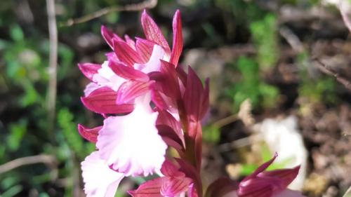 Fiore di orchidea selvatica sull'isola di Tavolara