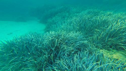 Kulisse von Cala Moresca mit Posidonia