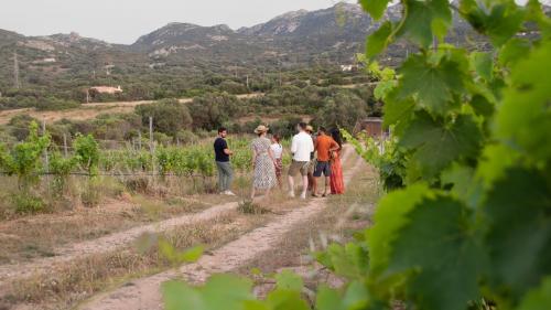 Vineyard rows in the landscape of the Galluresi hills