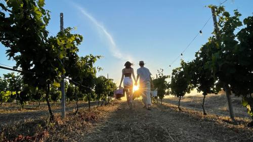 Two people in the vineyard rows at Palau in north-eastern Sardinia