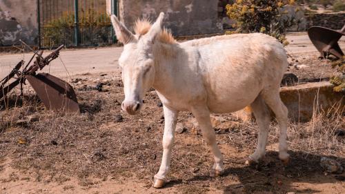 Tipico asino bianco all'Asinara