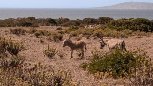 Asini in mezzo alla natura sull'isola del'Asinara