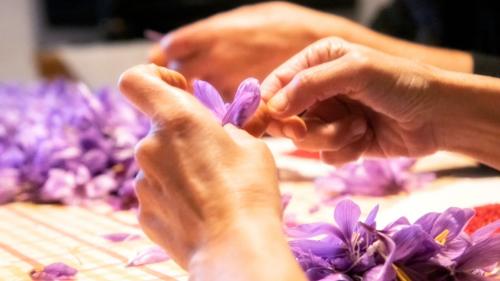 Lavorazione dei fiori di zafferano nel laboratorio di Olmedo