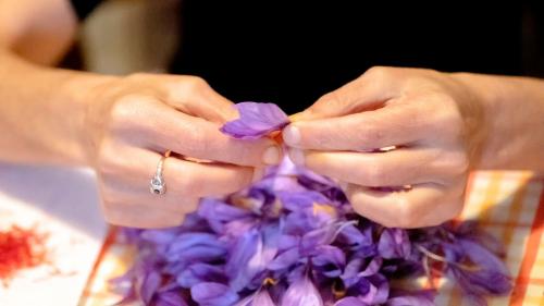 Saffron production in a company in north-western Sardinia