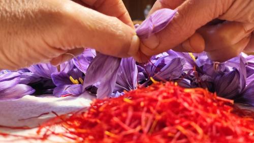 Preparation of saffron spice in the Olmedo workshop