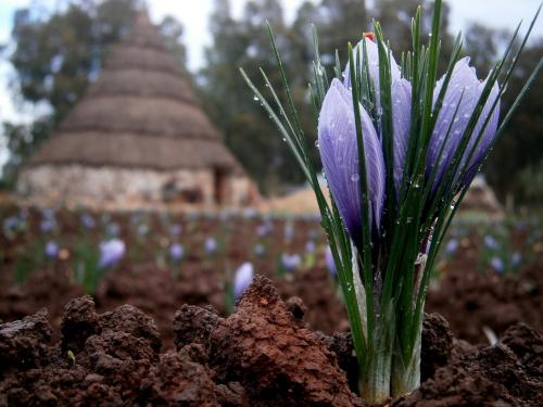 Zafferano nel terreno di un'azienda a Olmedo